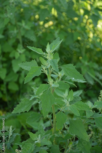 Goosefoot (Chenopodium album) in the meadow.Chenopodium album leaves in spring, north china photo