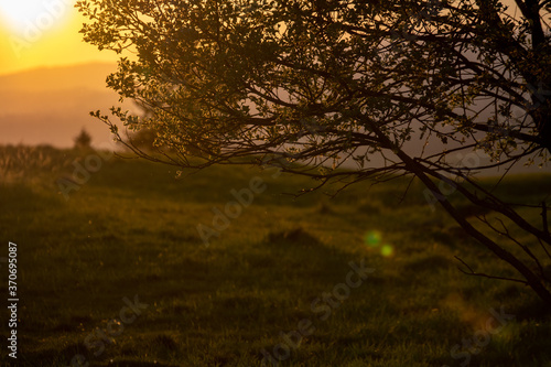 sunset in the forest