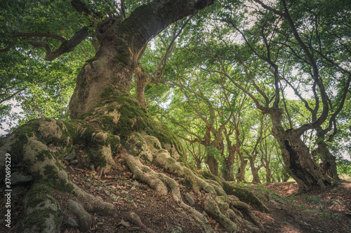 Old oak trees in Mount Olympus national park  Greece