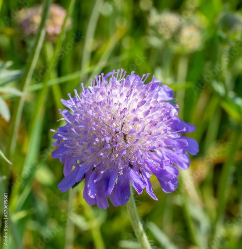 field scabious flower head