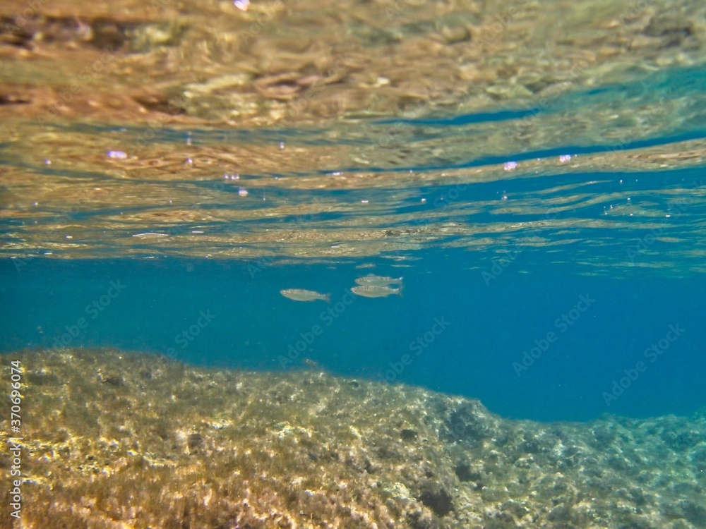 Fototapeta premium Bogue Fish in shallow waters