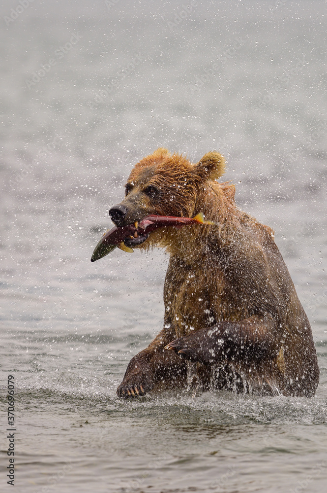 Obraz premium Ruling the landscape, brown bears of Kamchatka (Ursus arctos beringianus)