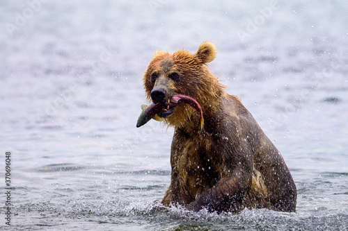 Ruling the landscape, brown bears of Kamchatka (Ursus arctos beringianus) © vaclav