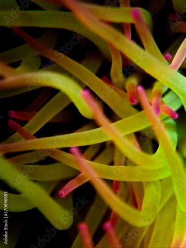 Anemonia Viridis, or Mediterranean Snakelocks Anemone photo