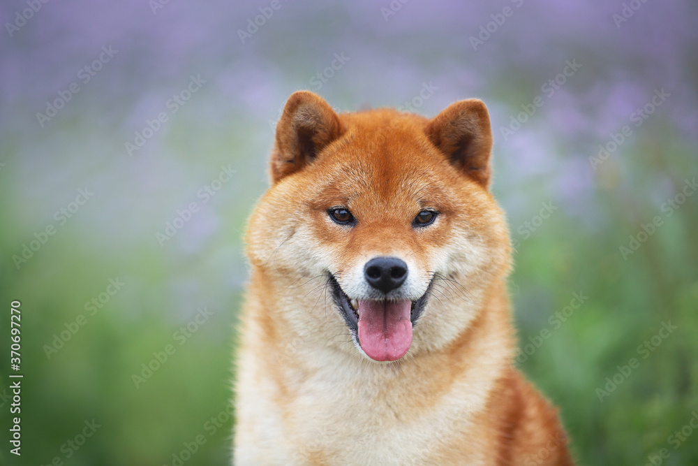Gorgeous and happy red shiba inu dog posing in the violet flowers field. Phacelia blossoms. Beautiful japanese dog