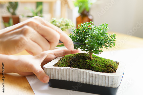 Close up of woman's hands hold scissors pruning, trimming and cutting outgrown new twig of green and healthy bonsai in pot full of mosses on table at home. Basic bonsai care and gardening concept. photo