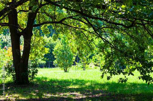 Green trees in the park. Summer landscape.