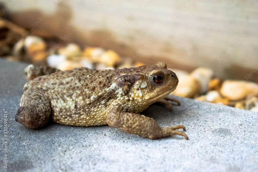 Vendée, FRANCE, our handicapped toad with a hind leg comes out of its shelter and climbs on the terrace to go hunting in the garden.
Vendée, FRANCE, our handicapped toad with a hind leg comes out of its shelter and climbs on the terrace to go hunting in the garden.