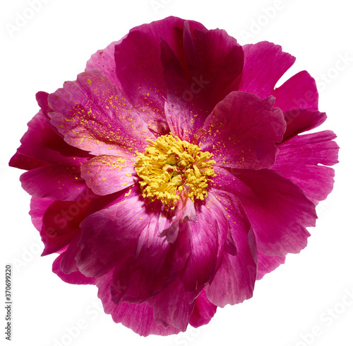 Peony flower with yellow pollen isolated on white background