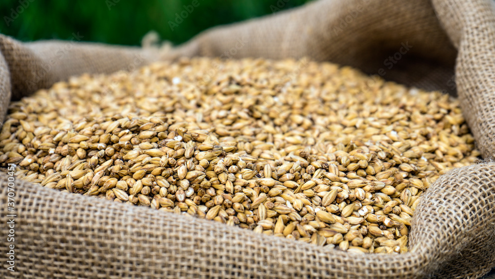 barley on a background of barley grains barley on a background of barley grains