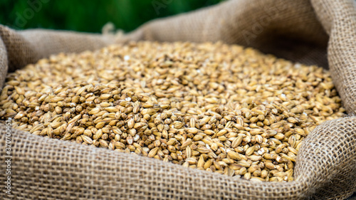 barley on a background of barley grains
