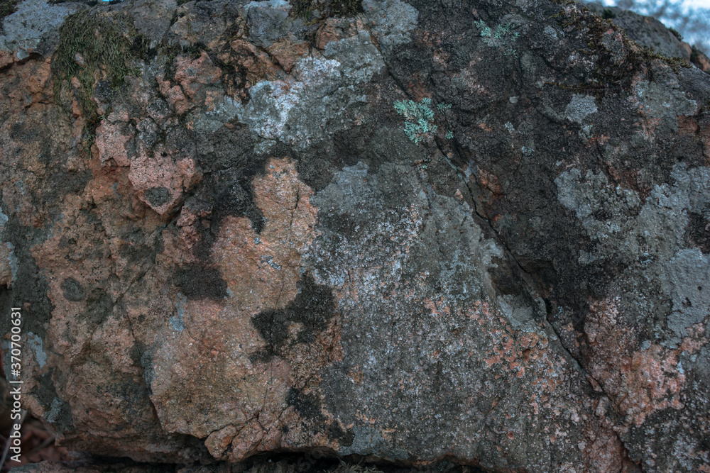 Background. Multicolored lichen on a stone