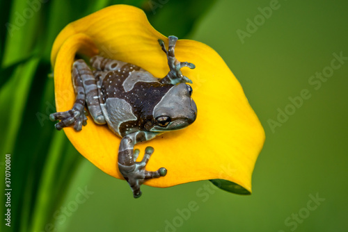 Trachycephalus resinifictrix (Harlequin frog) is sitting on a branch of a tree. photo