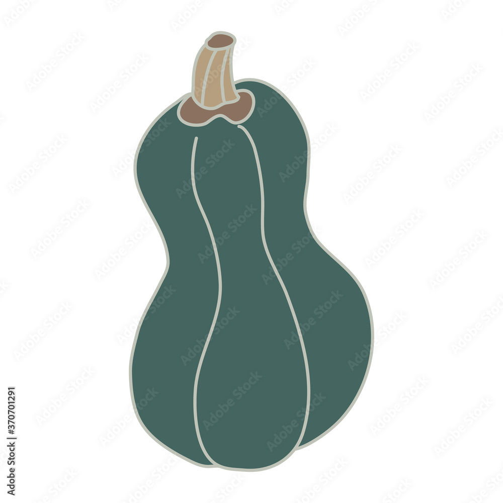 Shaped spanish guitar pumpkin or squash in cartoon flat style with lines. Hand drawn vector illustration isolated on white background. Farming garden theme.. Shaped spanish guitar pumpkin or squash in cartoon flat style with lines. Hand drawn vector illustration isolated on white background. Farming garden theme..