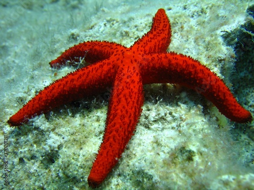 Amazing sea star pic