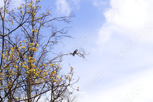 Branches of trees and a crow on the background of a blue sky    
