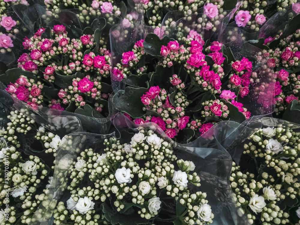 Many indoor Kalanchoe flowers in white and red in the flower shop.