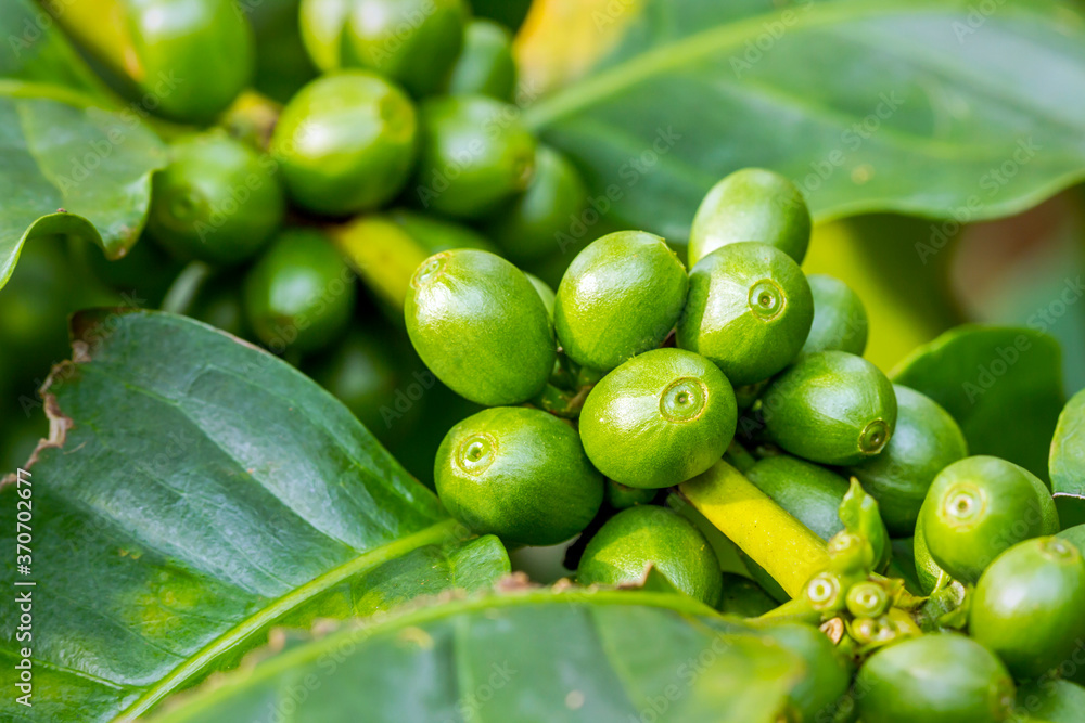 Fotografie Macro view of green arabica coffee berries growing on its tree