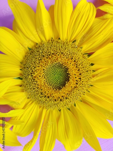 sunflower close up