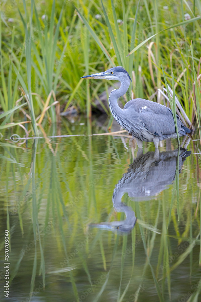 Grey heron Ardea cinerea perching with bowed neck in lake next to green reed with beautiful reflection in the water Grey heron Ardea cinerea perching with bowed neck in lake next to green reed with beautiful reflection in the water