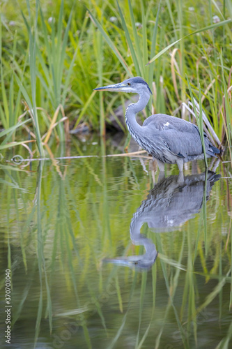 Grey heron Ardea cinerea perching with bowed neck in lake next to green reed with beautiful reflection in the water