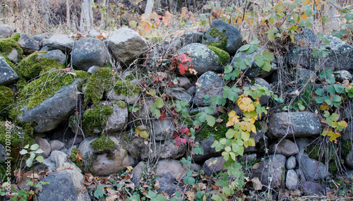  Old stone garden wall. Autumn.