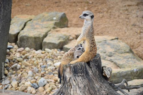 Fotografi A mother Meerkat (Suricata suricatta) with her two babies, Meerkat family