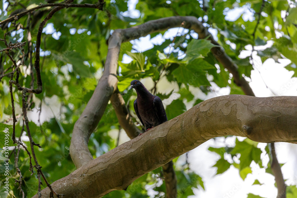 Pigeon on the branch in park Pigeon on the branch in park