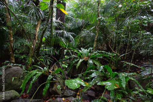 landscape toropical leaves green island iriomoteisland japan water fresh tree  nature okinawa jungle wild brething                                                                         