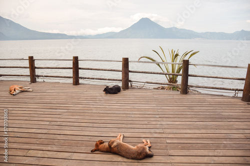 dogs lying sleeping on a wooden platform with views of Lake Atitlan and volcanoes in the background