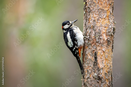 Great spotted woodpecker Dendrocopos major sitting on a trunk of pine tree in boreal forest with blurry background