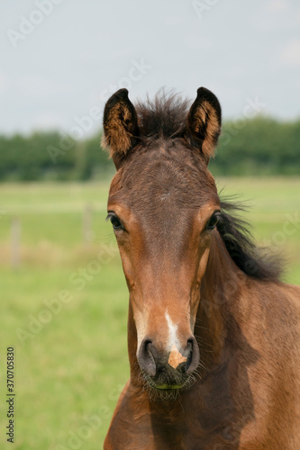 Attentive brown foal with head and mane in close-up