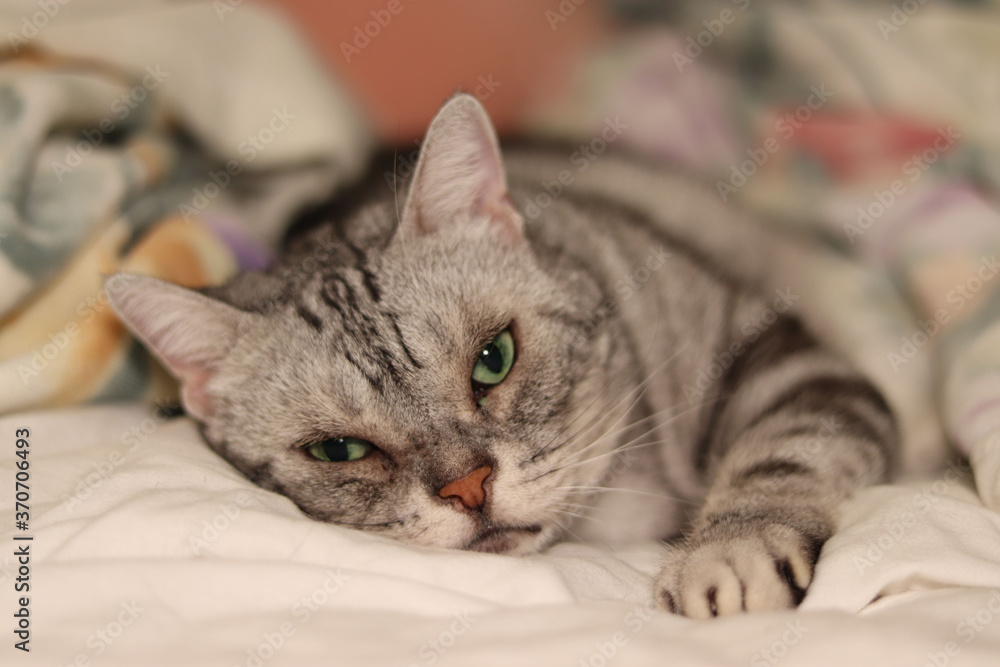 寝転んだままカメラ目線の猫アメリカンショートヘアシルバータビー
American shorthair of a cat looking at the camera while lying down.
