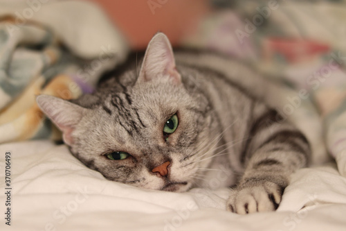 寝転んだままカメラ目線の猫アメリカンショートヘアシルバータビー American shorthair of a cat looking at the camera while lying down.