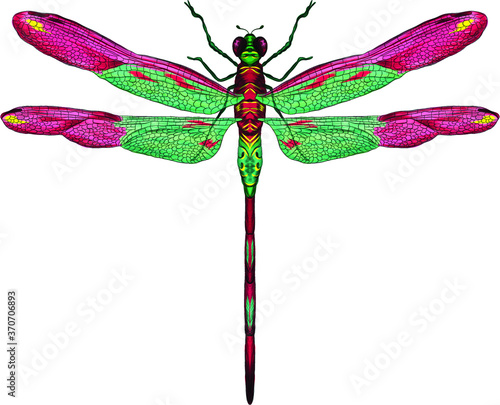 pink and green dragonfly with delicate wings vector illustration