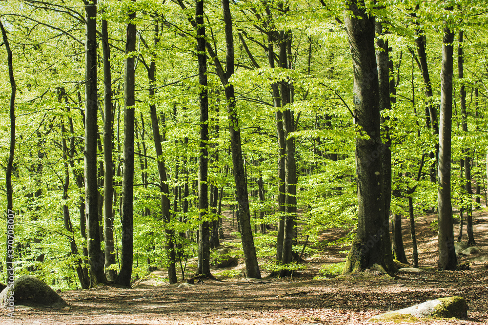 Obraz premium forest in spring
