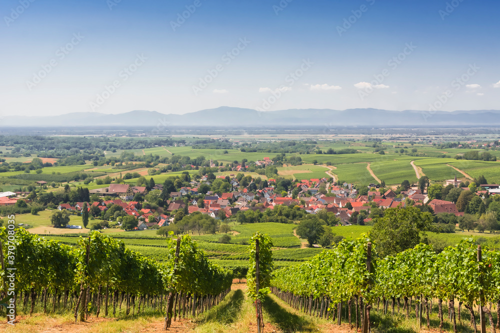 Vineyard in Germany, Black Forest, Markgräfler Land