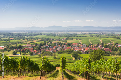 Vineyard in Germany, Black Forest, Markgräfler Land