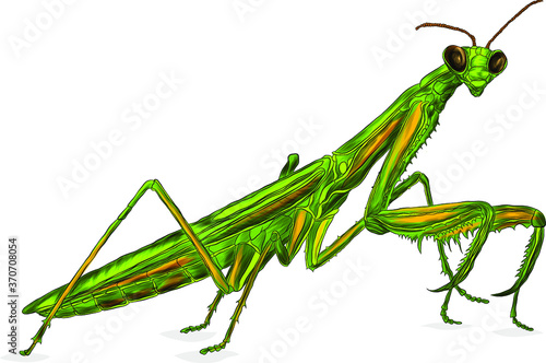 the mantis is a green insect vector illustration