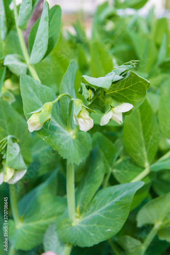 Green peas bloom and Mature in the garden in summer