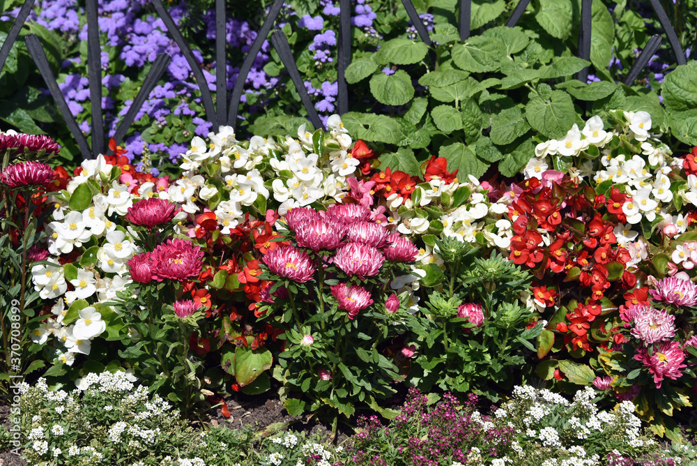 Gorgeous background of flowers in the summer garden