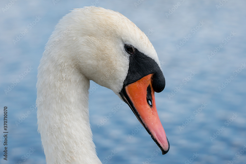 Fototapeta premium Portret Łabędzia