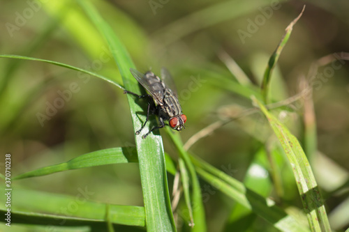 Wallpaper Mural Common fly on a green blade of grass, macro. A small common housefly insect sitting on a green blade of grass in the sun, macro photo.  Torontodigital.ca