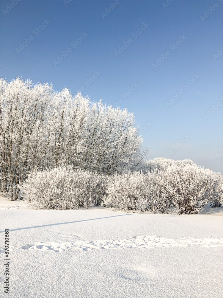 Trees in the park covered with white snow. Winter mood. Trees in the park covered with white snow. Winter mood.