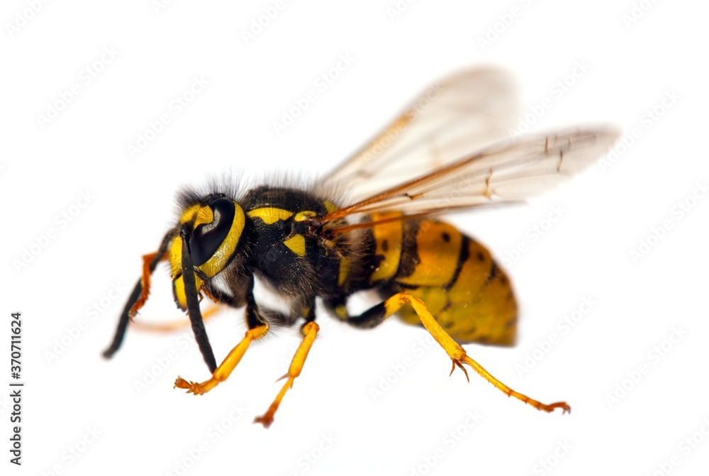 wasp or German yellowjacket isolated on white background wasp or German yellowjacket isolated on white background
