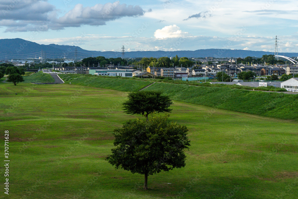 Obraz premium 河川敷と青空の下の大きな木