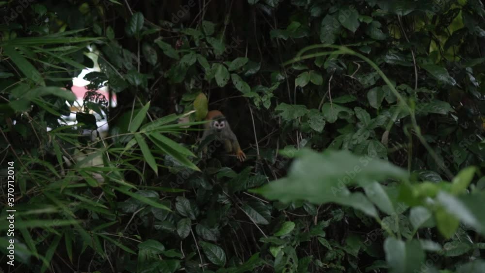 a stabilized slow motion shot of a couple of Spider monkeys walking through the thick jungle vines of Manuel Antonio, Costa Rica. a stabilized slow motion shot of a couple of Spider monkeys walking through the thick jungle vines of Manuel Antonio, Costa Rica.