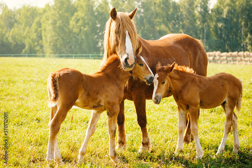 A horse with two foals is eating grass in the pasture. Portrait of horses on the background of nature. Horse breeding, animal husbandry