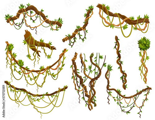 Set of twisted wild lianas branches. Jungle vine plants. Rainforest flora and exotic botany