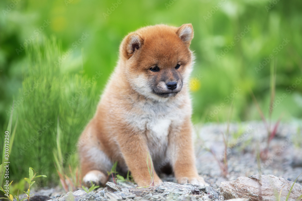 Portrait beautiful and happy red shiba inu puppy sitting in the green grass in summer. Cute japanese red dog Stock-foto | Adobe Stock